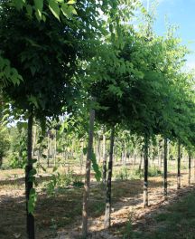 Arbre qui supporte la chaleur : guide complet pour choisir les bonnes essences
