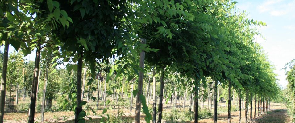 Arbre qui supporte la chaleur : guide complet pour choisir les bonnes essences