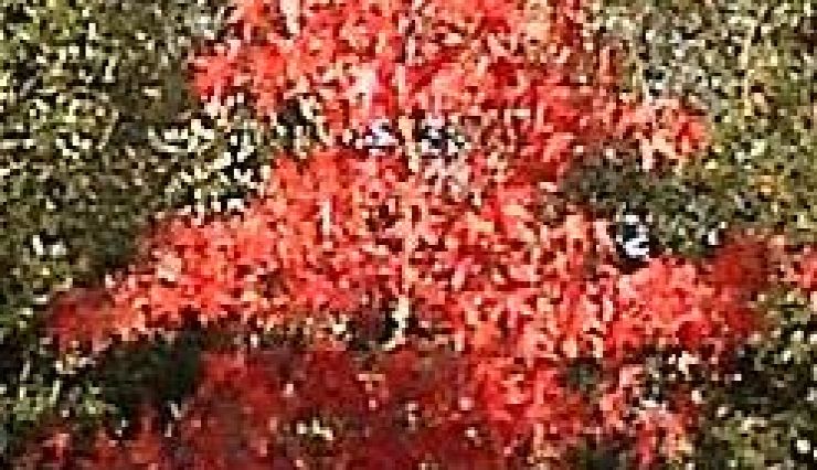 Arbres aux couleurs d'automne rouge orangé - Pépinières de Bazainville