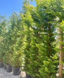 Arbres persistants de grande taille pour brise-vue ou haie haute