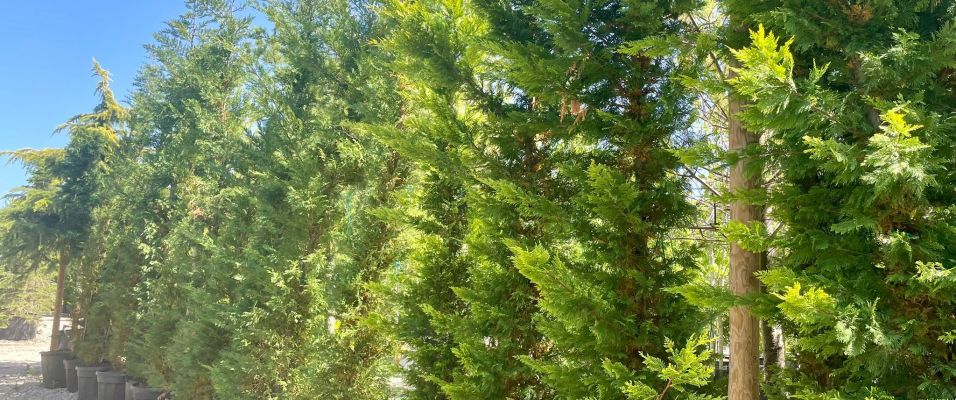 Arbres persistants de grande taille pour brise-vue ou haie haute
