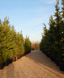 Arbres persistants de grande taille pour brise-vue ou haie haute