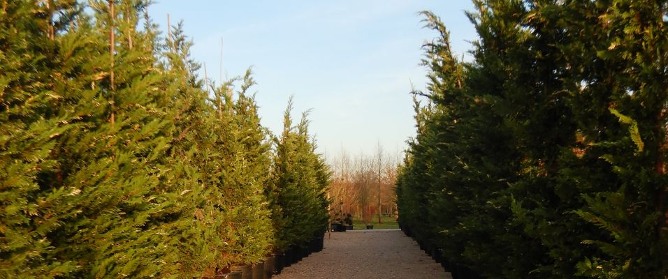 Arbres persistants de grande taille pour brise-vue ou haie haute