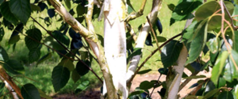 Bouleau de l'Himalaya - Betula utilis - Pépinières Bazainville