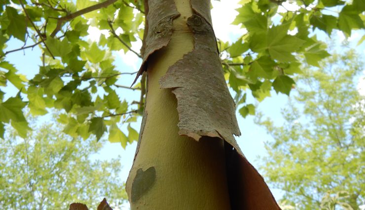 Les platanes : variétés et caractéristiques d’un arbre emblématique