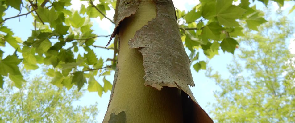 Les platanes : variétés et caractéristiques d’un arbre emblématique