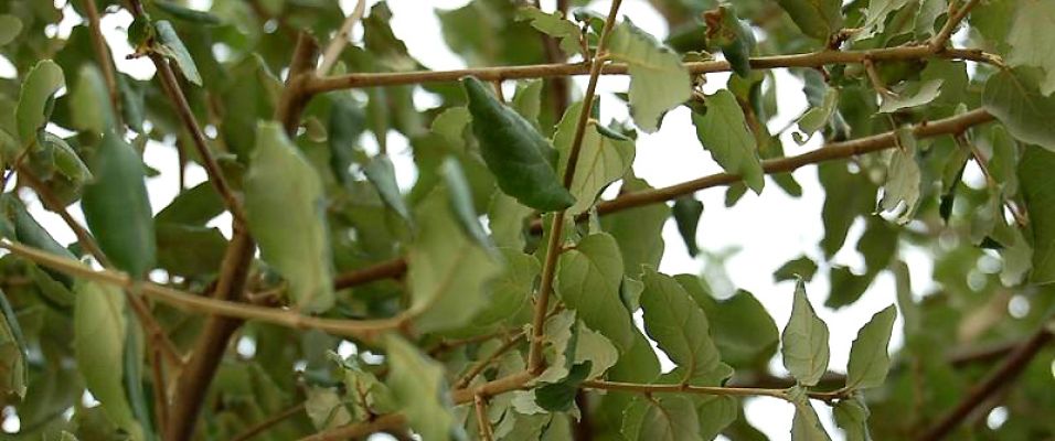 Chêne liège ou Quercus suber - Chêne méditerranée