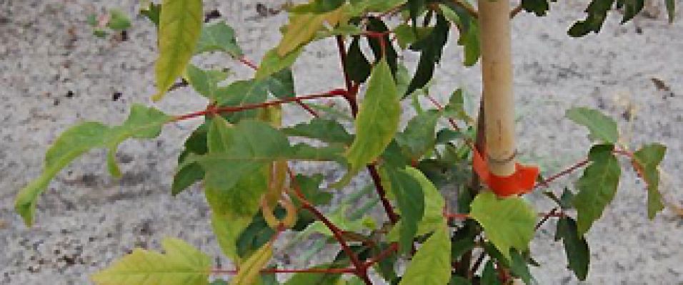 Acer triflorum – Erable à l’écorce rugueuse
