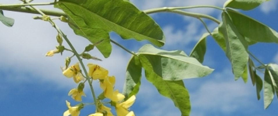 Cytises - Laburnum anagyroides ou Laburnum watereri 'Vossii'