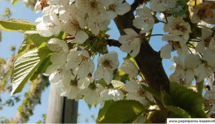 Le cerisier Bigarreau 'Burlat' – Pépinières de Bazainville